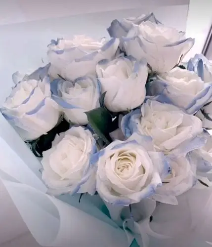 密西根碎冰蓝渐变玫瑰有个美好的花语送给你的希望是星辰和大海