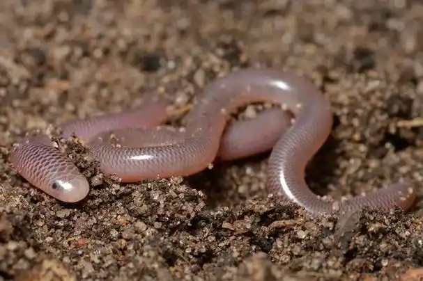 世界上最短小的蛇盲蛇不会超过30公分