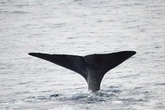 whalesafari pictures rate: report as inappropriate sperm whale