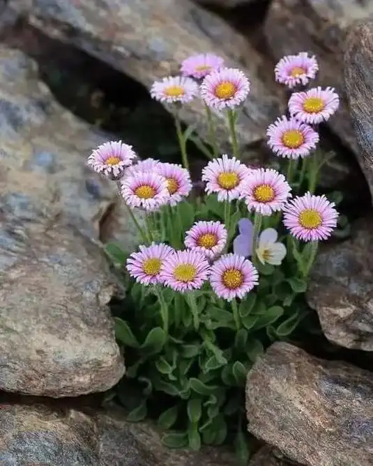 《野山花》 生在山崖石丛间, 气宇轩昂向雲天. 不畏风霜和雪 - 抖音