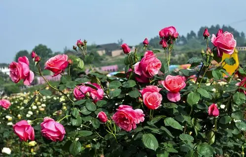 游玫瑰花海