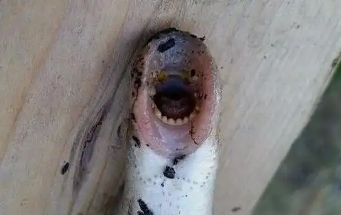 绝迹200年僵尸鱼七鳃鳗再现英国河道