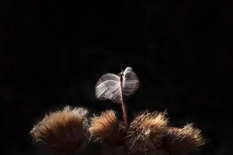 其它 冰蝶 写美篇       近九十岁高龄的老教授