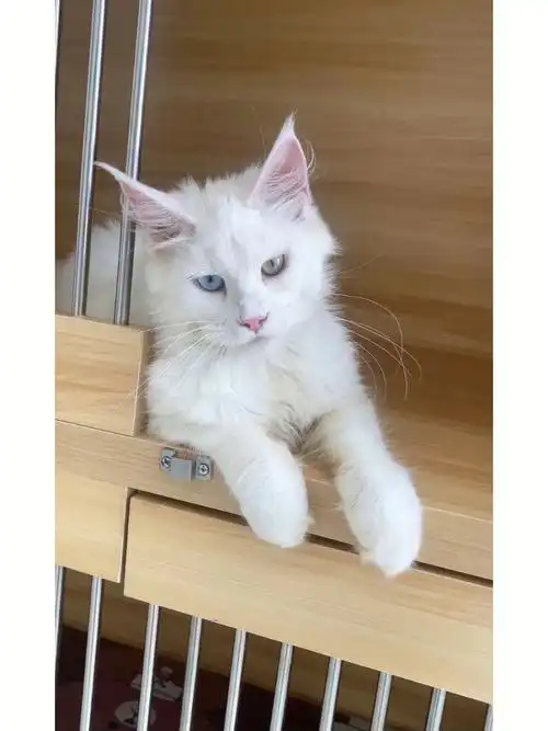 纯白异瞳缅因妹妹艺术品不说钱说缘