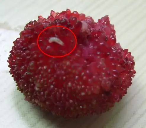 杨梅有虫,吃了会生病吗?