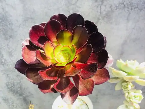 黑法师叶插,3片叶子3盆花,省100块