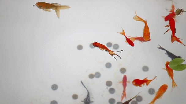 640_360gif 动态图 动图