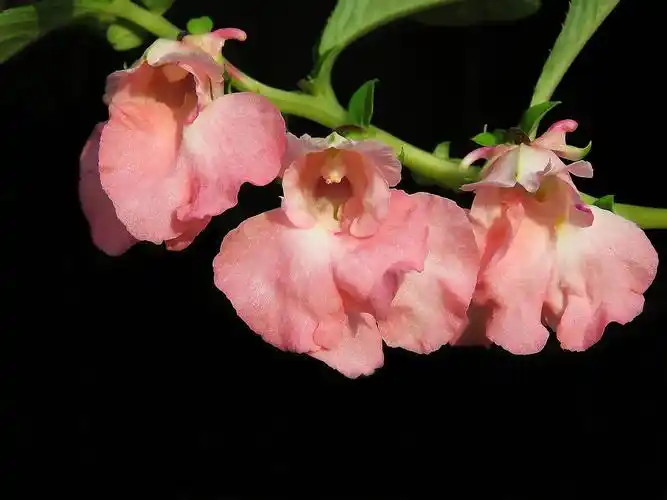 再拍凤仙花-中关村在线摄影论坛