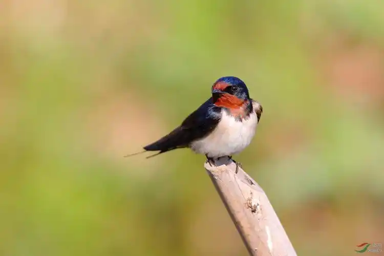 燕子(点击看高清大图)