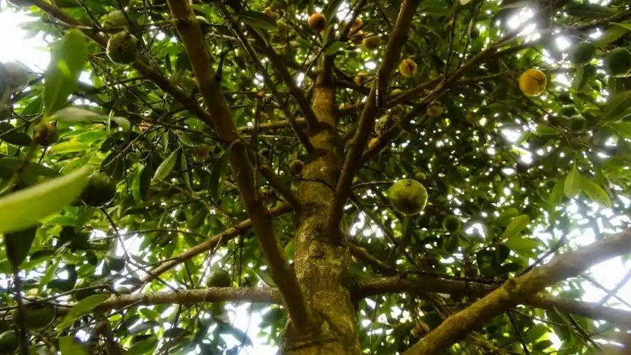 真实山竹生长地 资料图