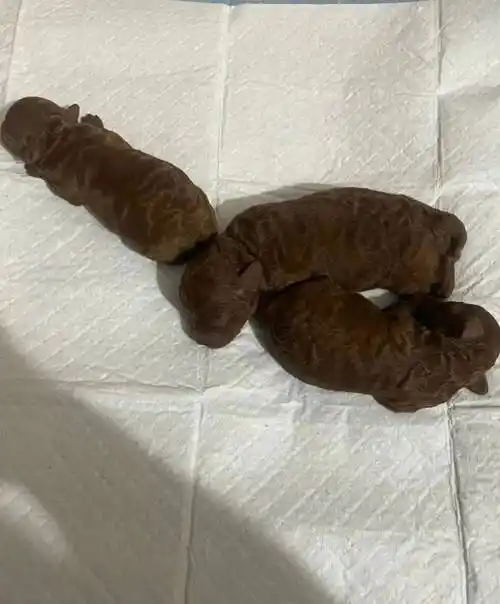 主人喜提三只狗宝宝,晒图却惊出网友一身冷汗.