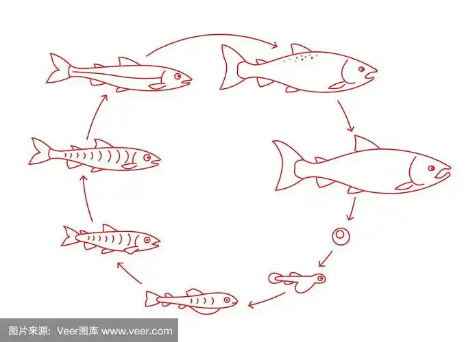 鲑鱼生长的圆形阶段.从幼鱼到成年红鳍鱼的发展.成长动画进程.