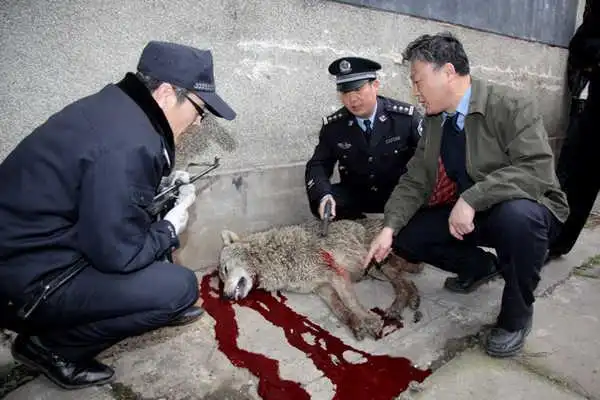 全国疑似狼咬人的事件