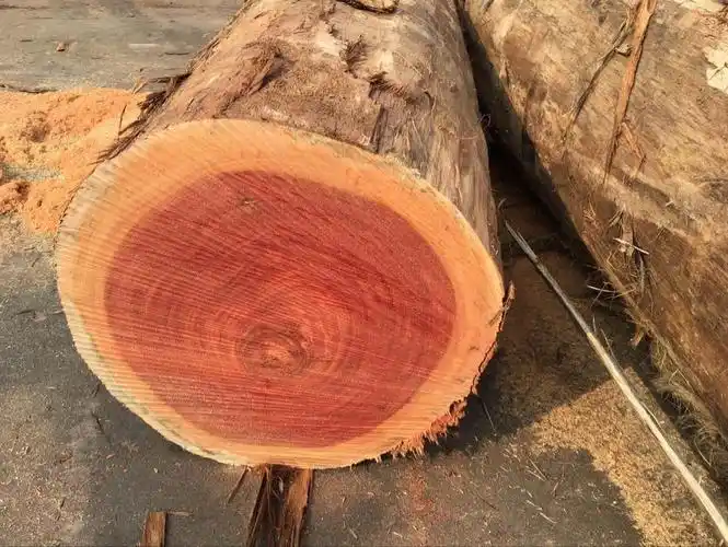 p>红坚木是广义的 a href="#" data-lemmaid="287062">红木 /a>类