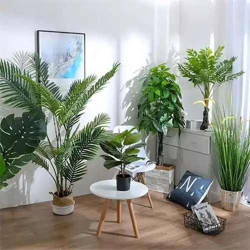 家中植物摆放攻略,净化空气也更加美观!