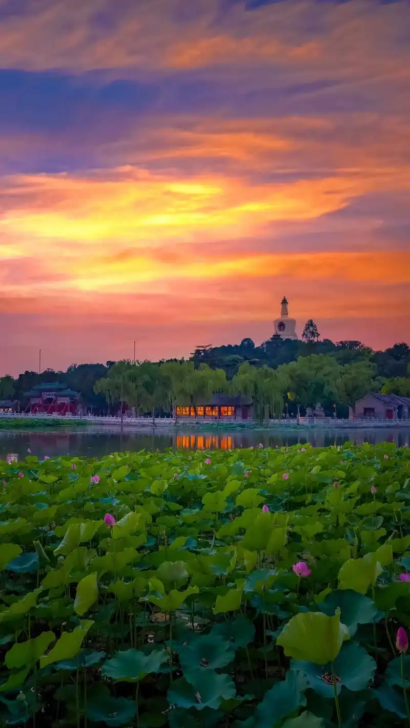 北京北海公园荷花拍照攻略