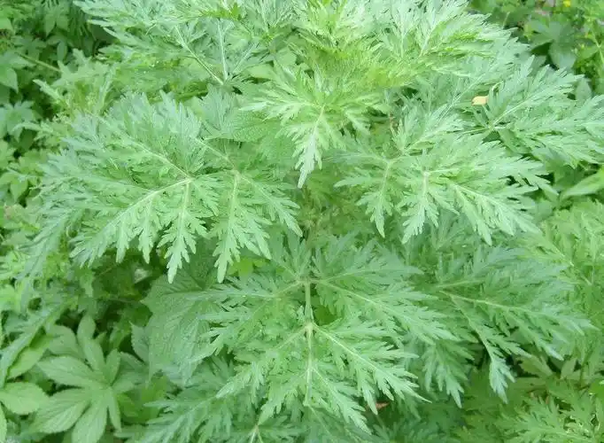 【种福堂中医】带你识草药挖野菜——茵陈