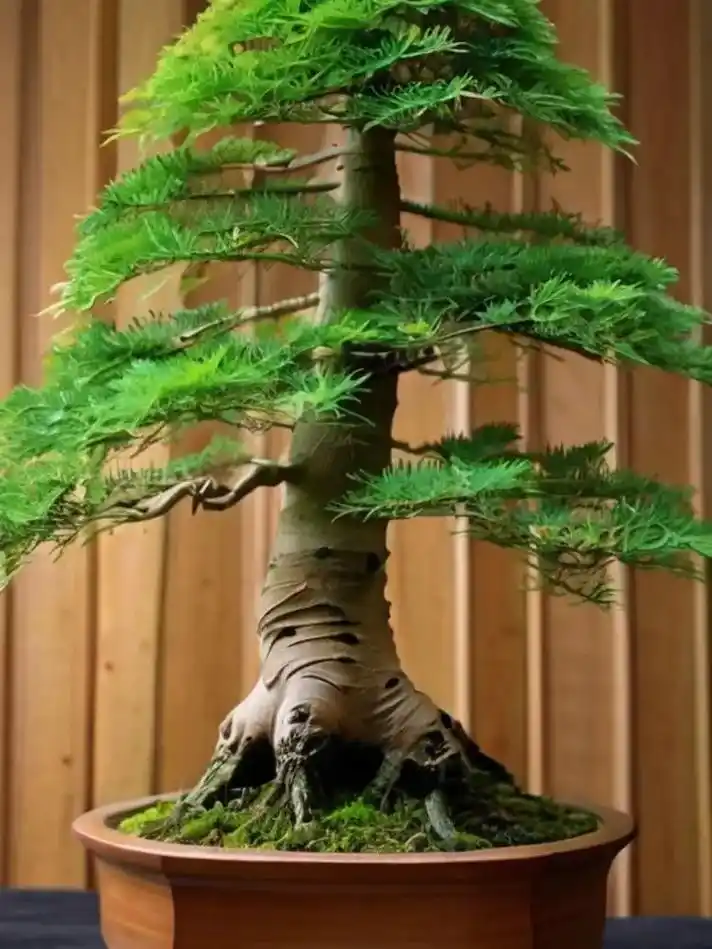 真柏盆景造型,四季常青,好养又美观.放在办公室 - 抖音