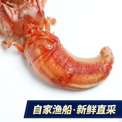 大连3斤500g海怪特大8头鲜活虾怪新鲜活带壳其它