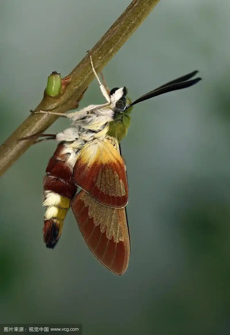 蝶蛾(hemaris fuciformis)