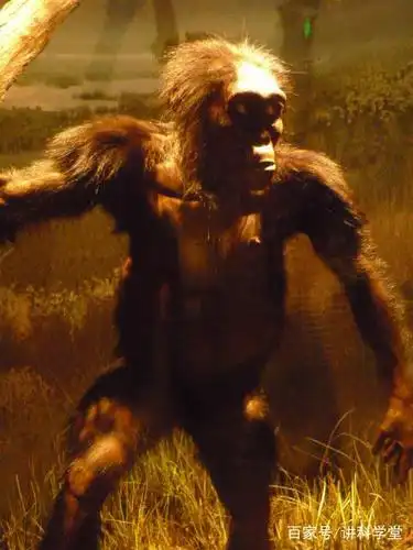 一个雌性的阿法南方古猿