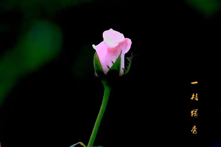【一枝独秀摄影图片】广州生态摄影_太平洋电脑网摄影部落