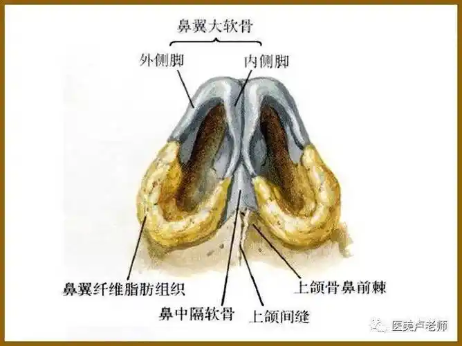鼻骨与鼻软骨各部位的关系