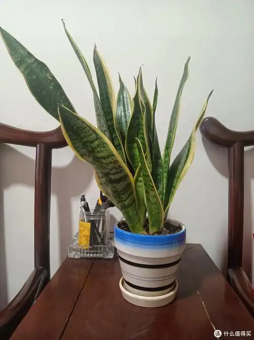 金边虎皮兰,这种植物很好养