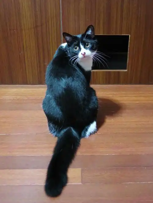 很脆的海蜇头的相册-黑猫警长和白猫警探