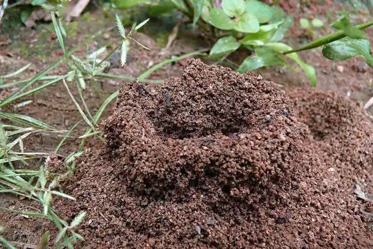 红火蚁的蚁巢比较特殊,通常是一个明显隆起的小土堆,高度大概10~30