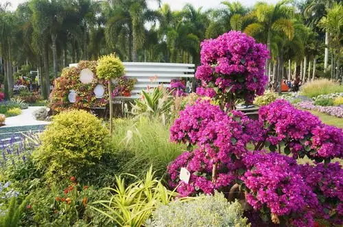 深圳市 市花-簕杜鹃花