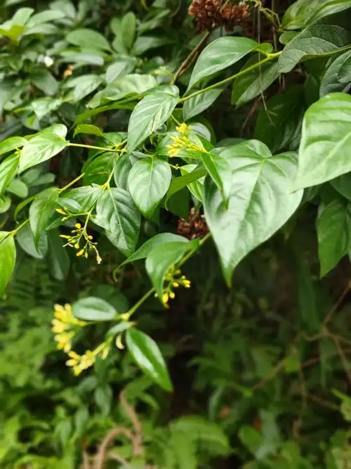 钩吻,又名断肠草,秋季仍在开花!