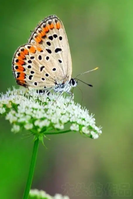 小红珠灰蝶        /25