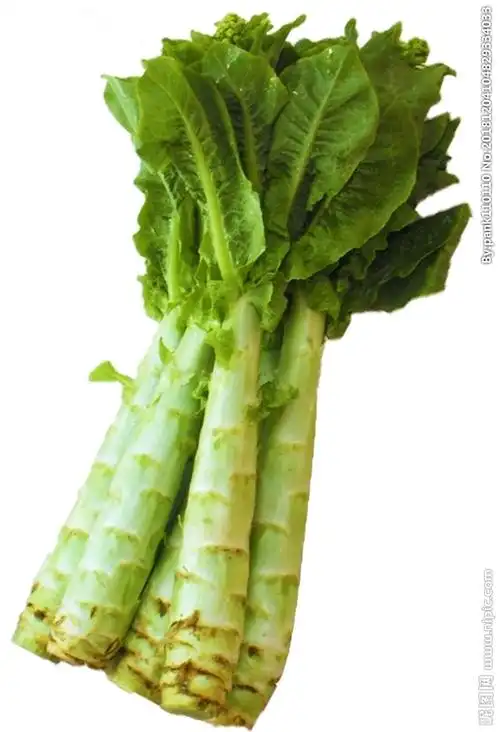 莴苣图片