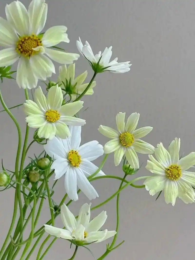 每天认识一种花——格桑花  花材简介:格桑花  别称:桑梅朵,波斯菊