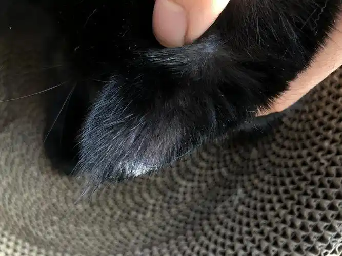 猫耳朵有结痂擦还擦不掉