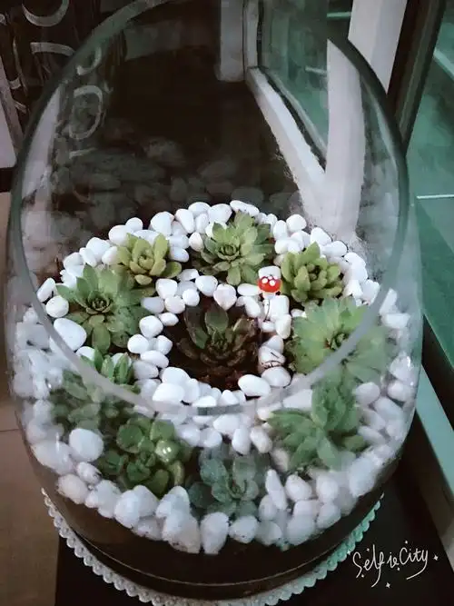 废弃的鱼缸重新有了生机