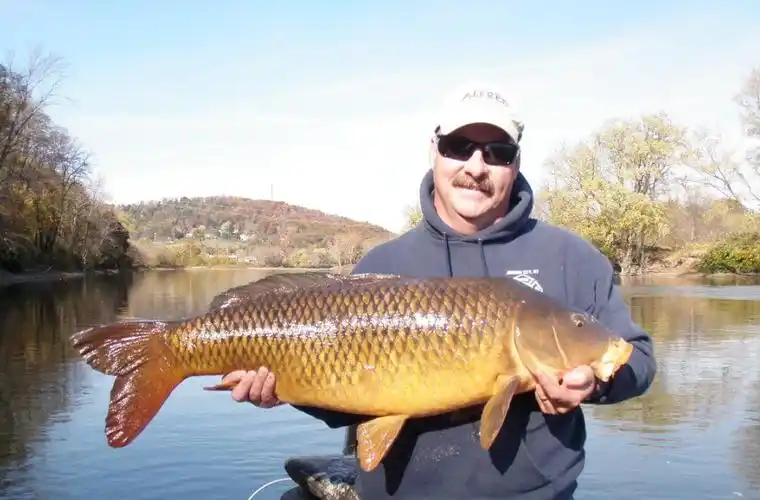 鲤鱼长什么样子图片(亚洲鲤能在美国长到100斤重) - 赤虎壹号