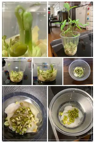 探索生命   绿豆生长记