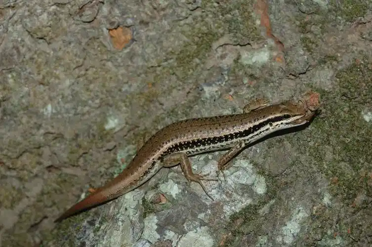 *欢迎读者补充此物种资讯,特别欢迎提供照片及同种异名*