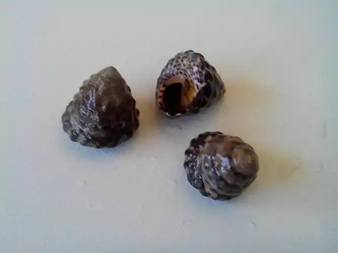 这是什么螺 海边岩石上附着,个头不大,很鲜美,如图