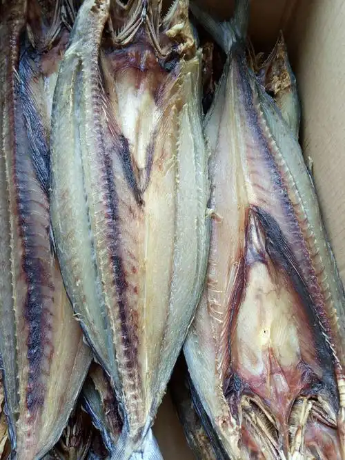 2----1.8斤真正的大巴鱼