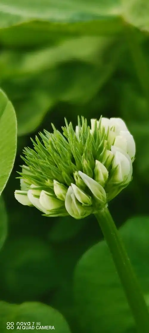 白车轴草:(别名,金花草.百花苜蓿.菽草翘摇.) - 新影像风光 花粉俱乐