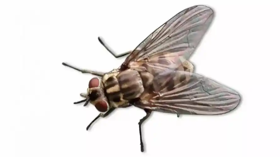 非洲猪瘟苍蝇会将该病毒传给猪吗