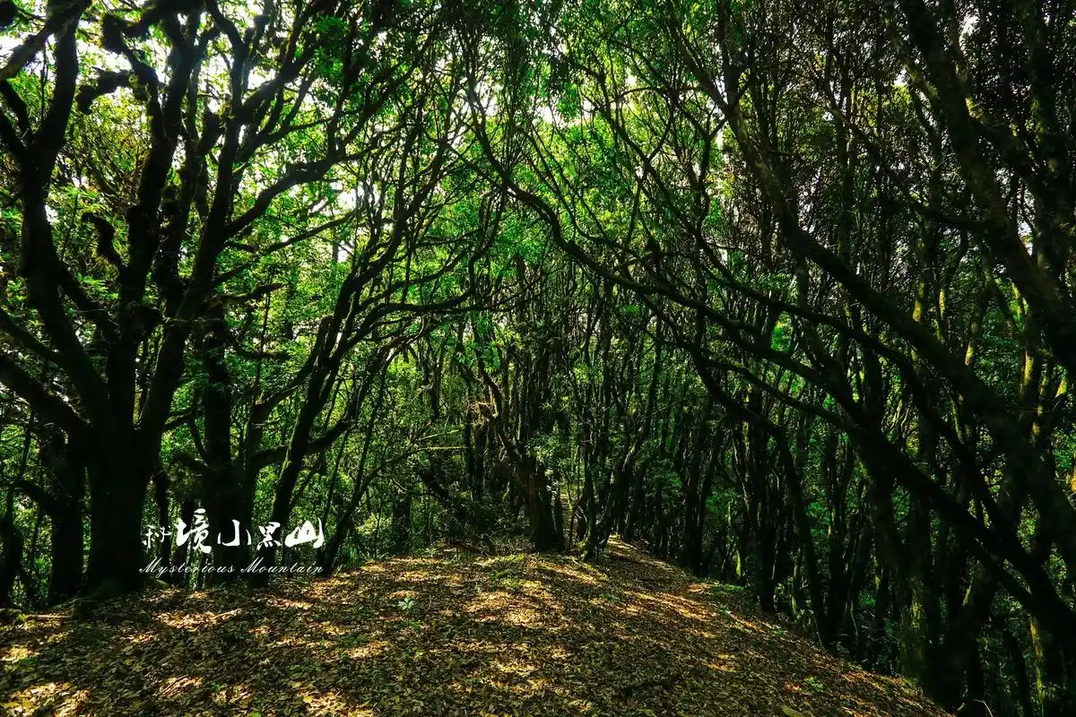 小黑山自然风景保护区地处云南省西部边 - 抖音