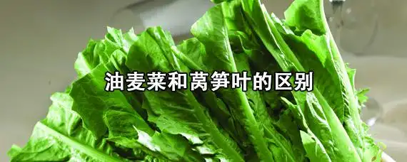 油麦菜和莴笋叶的区别_觅糖网