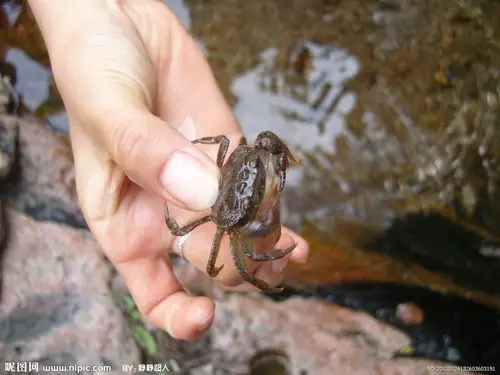 清水小螃蟹图片