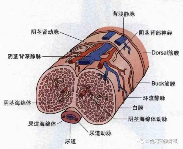 丁丁海绵体受损到底是怎么一回事