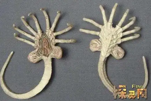 世界上有抱脸虫吗,抱脸虫为什么要抱人脸(寻找宿主繁衍后代)(2)