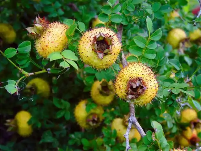 它是刺梨,民间叫做刺李子,农民见到就砍倒,如今价值珍贵